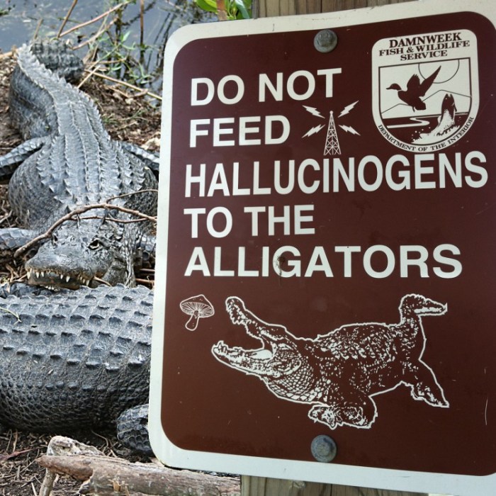 Please-Do-Not-Feed-Hallucinogens-to-the-Alligators-750x750