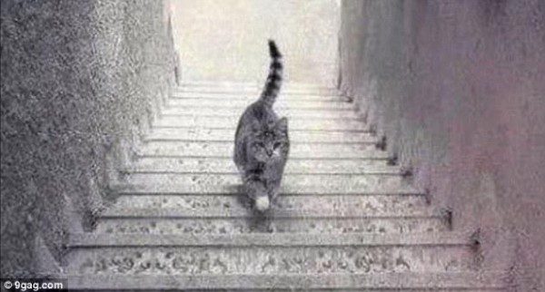 enigme-chat-escalier-descend-monte-